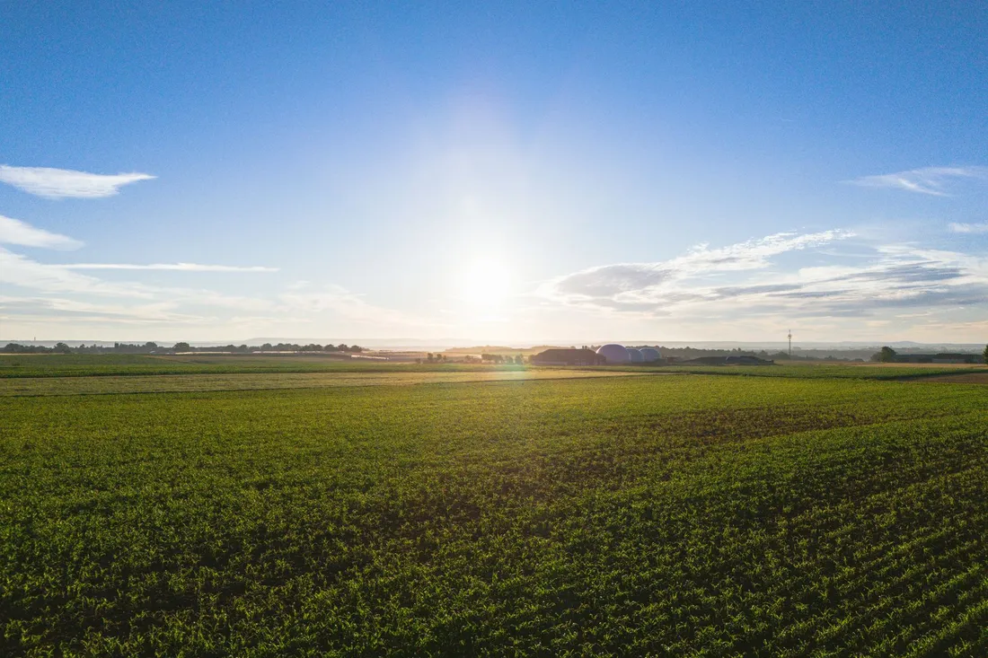 Weites Feld mit jungen Pflanzenreihen, dahinter geht die Sonne über einem flachen Horizont auf.