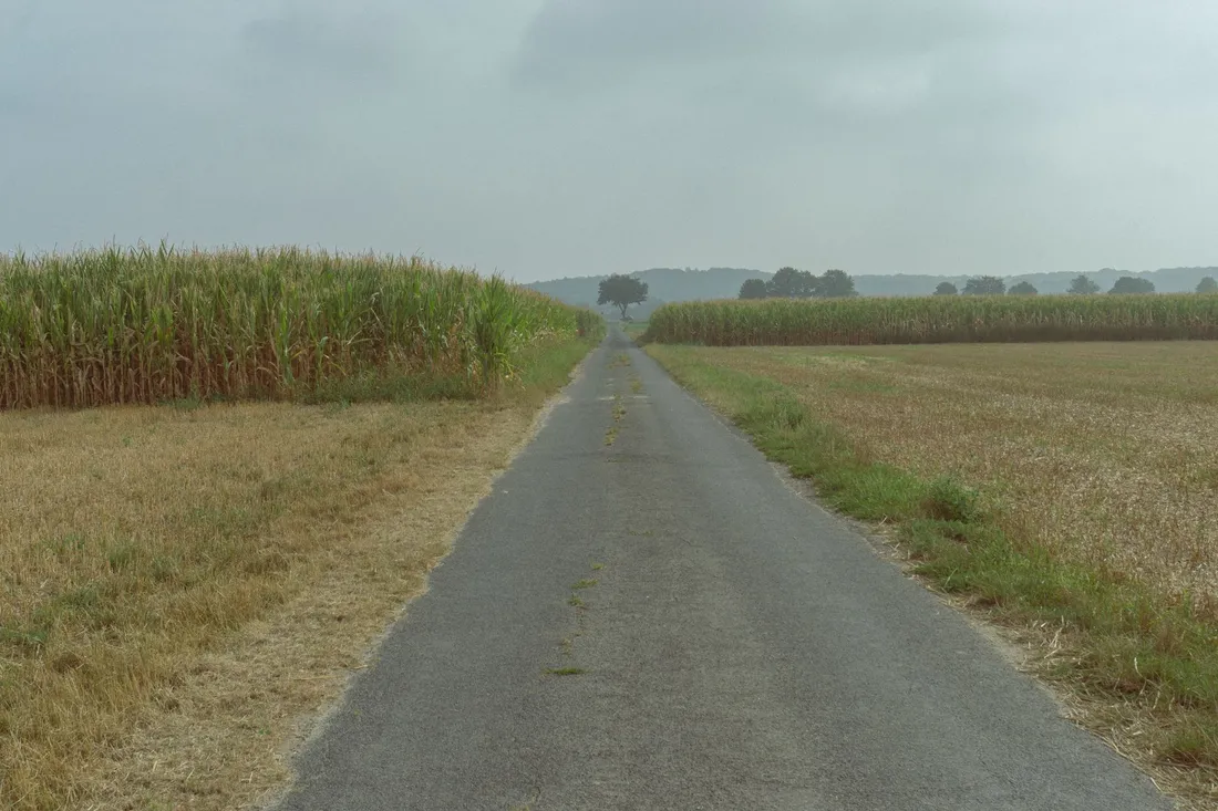 Schmale Asphaltstraße führt bei grauem Wetter schnurgerade zwischen hohen Maisfeldern hindurch.